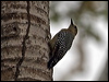 hoffmann_woodpecker_113091