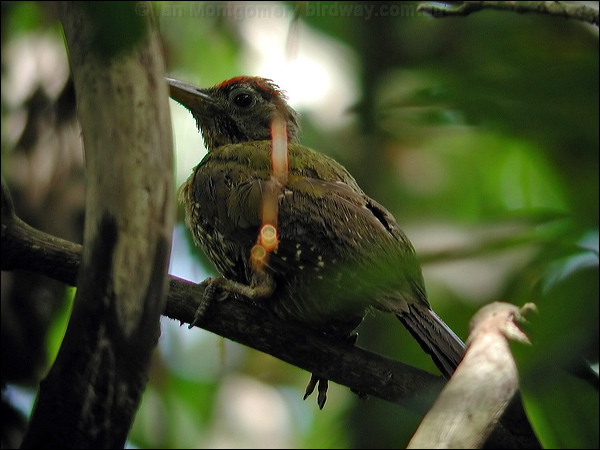 Laced Woodpecker laced_woodpecker_06178.psd