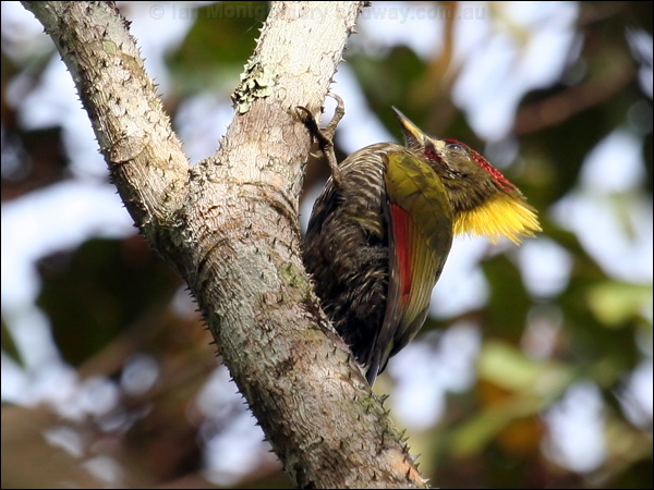 Lesser Yellownape lesser_yellownape_55831.psd
