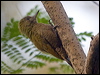 little_woodpecker_203523
