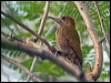 Click here to enter gallery and see photos of Little Woodpecker