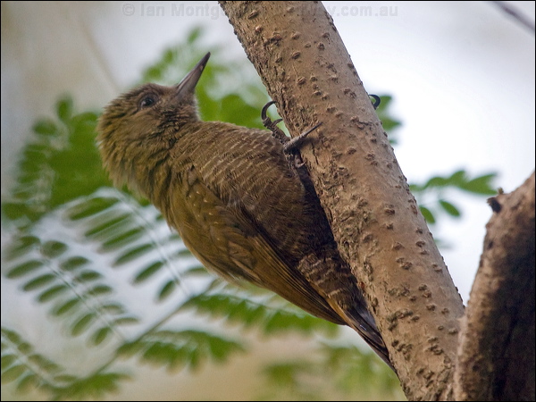 Little Woodpecker little_woodpecker_203523.psd