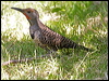 northern_flicker_69899