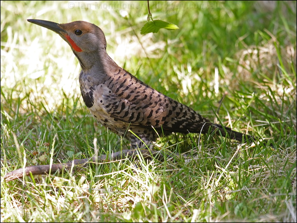 Northern Flicker northern_flicker_69899.psd