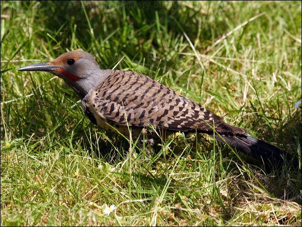 Northern Flicker northern_flicker_69920.psd