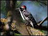 nuttalls_woodpecker_67743