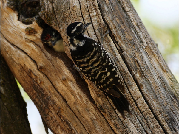 Nuttall's Woodpecker nuttalls_woodpecker_67718.psd