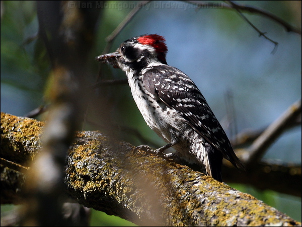 Nuttall's Woodpecker nuttalls_woodpecker_67743.psd
