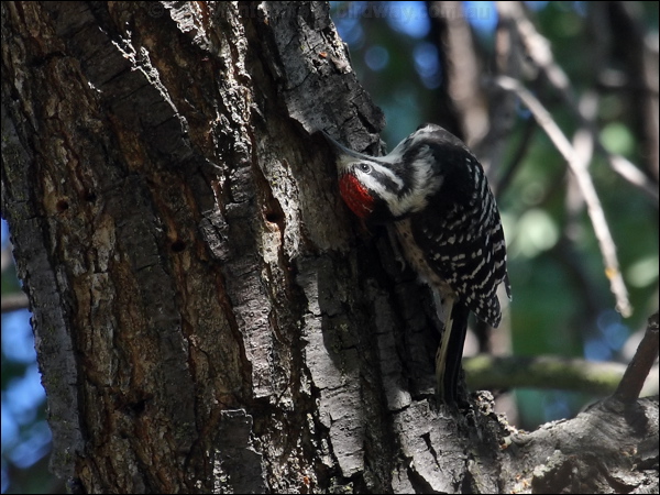Nuttall's Woodpecker nuttalls_woodpecker_69513.psd