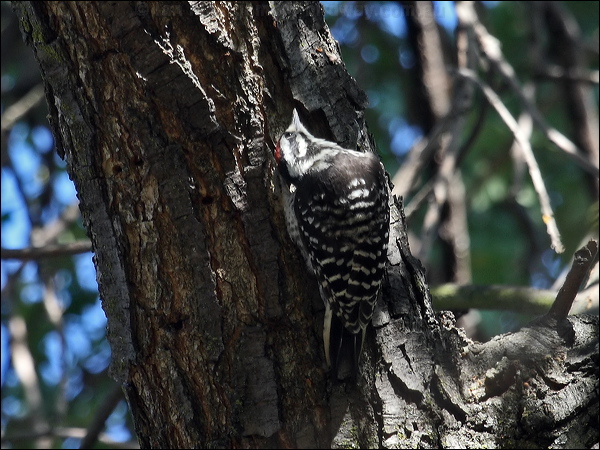 Nuttall's Woodpecker nuttalls_woodpecker_69523.psd
