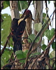 orangebackwoodpecker_50420