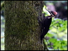 pileated_woodpecker_69802