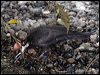 pileated_woodpecker_69844