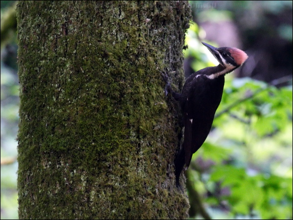 Pileated Woodpecker pileated_woodpecker_69802.psd