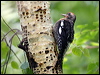 redbreastedsapsucker_70017
