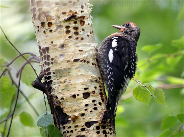 Red-breasted Sapsucker redbreastedsapsucker_70017.psd