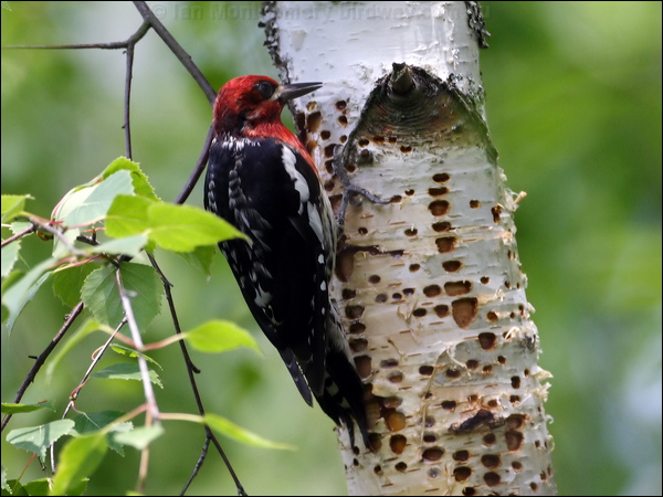 Red-breasted Sapsucker redbreastedsapsucker_70049.psd