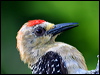 Click here to enter gallery and see photos of: Speckled Piculet, Acorn, Black-cheeked, Red-crowned, Yellow-crowned, Nuttall's, Downy, Hairy, White-headed, Eurasian Three-toed, Black-backed, Golden-green, Pileated, Black, Crimson-crested, Laced, Maroon, Orange-backed and Buff-rumped Woodpeckers; Red-breasted Sapsucker; Northern Flicker; Common, Black-rumped and Greater Flamebacks
