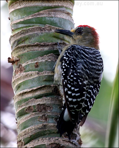 Red-crowned Woodpecker redcrownedwoodpecker_20942.psd