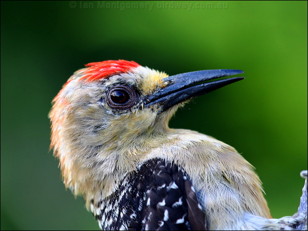 Red-crowned Woodpecker redcrownedwoodpecker_21007.psd