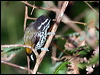 Click here to enter gallery and see photos of Speckled Piculet