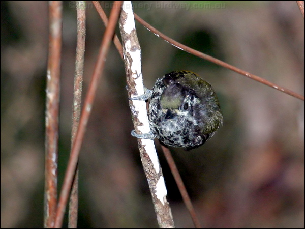 Speckled Piculet speckled_piculet_55929.psd