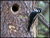 threetoedwoodpecker_143726
