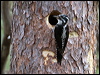 threetoedwoodpecker_143739