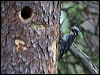 threetoedwoodpecker_143742