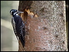 threetoedwoodpecker_169792