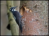 threetoedwoodpecker_169812