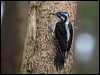threetoedwoodpecker_169824