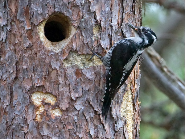 Eurasian Three-toed Woodpecker threetoedwoodpecker_143726.psd