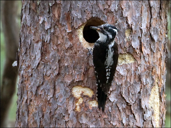Eurasian Three-toed Woodpecker threetoedwoodpecker_143739.psd