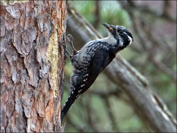 Eurasian Three-toed Woodpecker threetoedwoodpecker_143740.psd