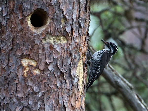 Eurasian Three-toed Woodpecker threetoedwoodpecker_143742.psd