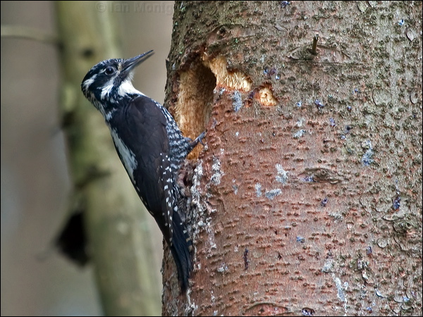 Eurasian Three-toed Woodpecker threetoedwoodpecker_169812.psd