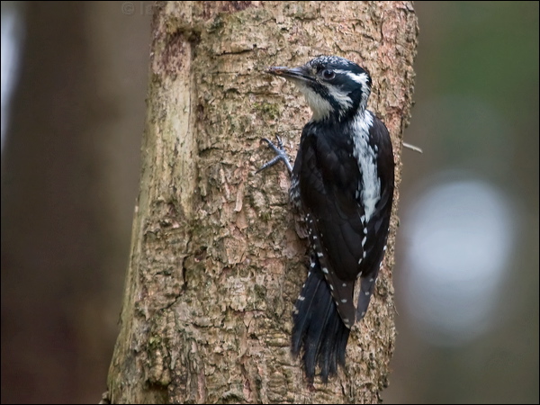 Eurasian Three-toed Woodpecker threetoedwoodpecker_169824.psd