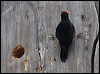 wh_head_woodpecker_110859
