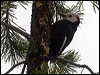 wh_head_woodpecker_67923