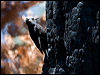 wh_head_woodpecker_68884