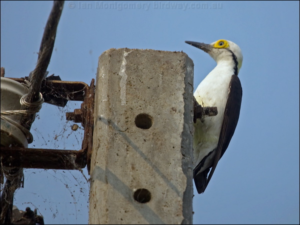 White Woodpecker white_woodpecker_205144.psd
