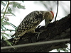 yellowcrownwoodpecker19836