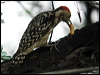 yellowcrownwoodpecker19841