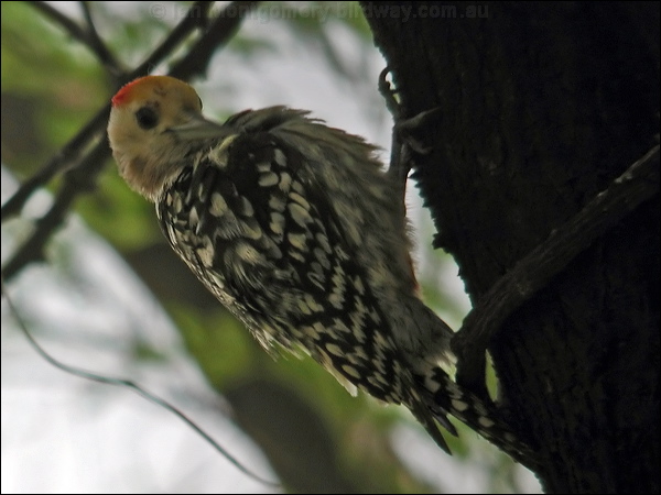 Yellow-crowned Woodpecker yellowcrownwoodpecker17722.psd