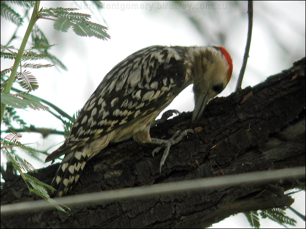 Yellow-crowned Woodpecker yellowcrownwoodpecker19836.psd