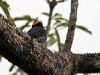 Click here to enter gallery and see photos of Yellow-tufted Woodpecker