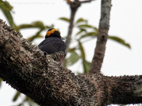 Yellow-tufted Woodpecker ye_tuft_woodpecker_25837.psd