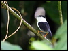 white_beard_manakin_23634