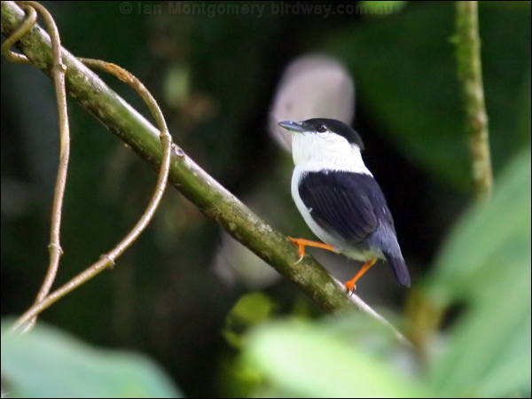 White-bearded Manakin white_beard_manakin_23634.psd